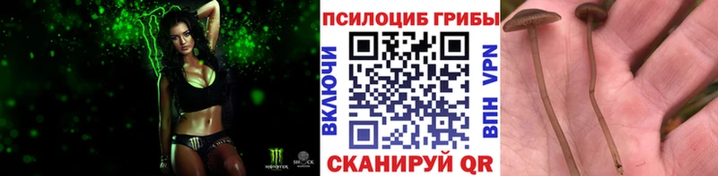 Купить закладки  Камень-на-Оби  Галлюциногенные грибы Psilocybe 